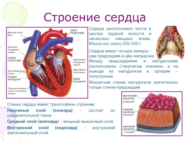 Строение сердца Сердце имеет четыре камеры – два предсердия и два желудочка.