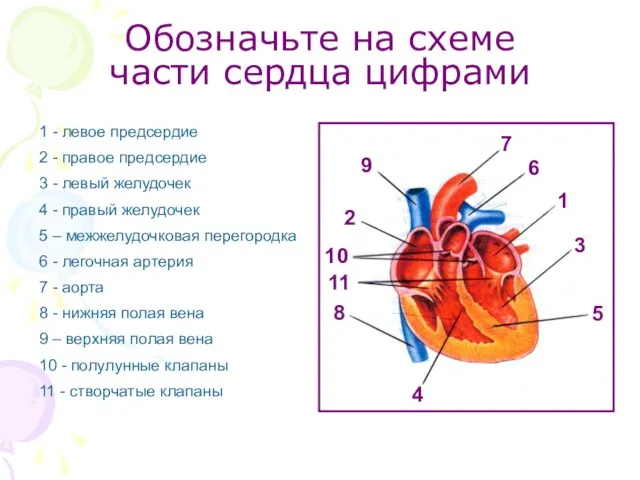Обозначьте на схеме части сердца цифрами 1 - левое предсердие 2 -
