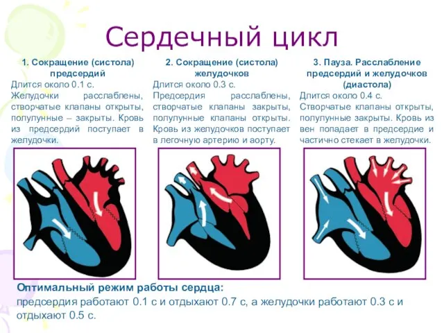 Сердечный цикл 1. Сокращение (систола) предсердий Длится около 0.1 с. Желудочки расслаблены,
