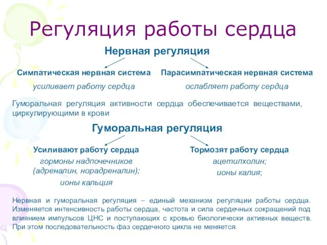 Регуляция работы сердца Нервная регуляция Симпатическая нервная система усиливает работу сердца Парасимпатическая