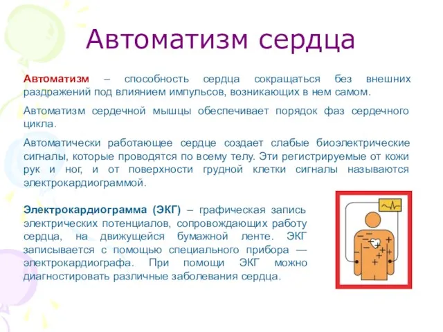 Автоматизм сердца Автоматизм – способность сердца сокращаться без внешних раздражений под влиянием