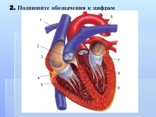 2. Подпишите обозначения к цифрам