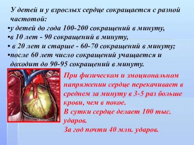 У детей и у взрослых сердце сокращается с разной частотой: у детей