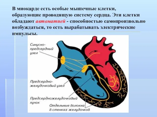 В миокарде есть особые мышечные клетки, образующие проводящую систему сердца. Эти клетки