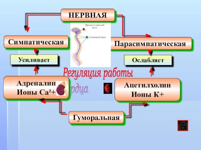 Регуляция работы сердца Гуморальная Симпатическая НЕРВНАЯ Парасимпатическая Адреналин Ионы Са²+ Ацетилхолин Ионы К+