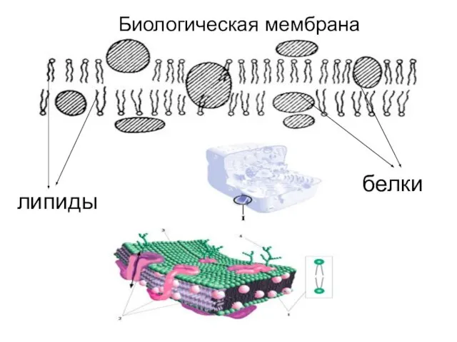 Биологическая мембрана липиды белки