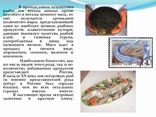 В промысловом отношении рыбы эти весьма ценны: кроме вкусного и весьма ценного