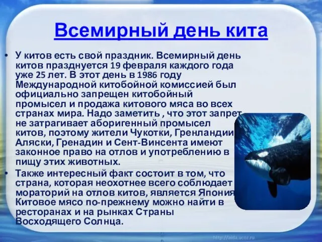 Всемирный день кита У китов есть свой праздник. Всемирный день китов празднуется