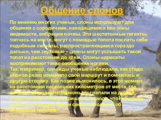 Общение слонов 03.04.2012 По мнению многих ученых, слоны используют для общения с