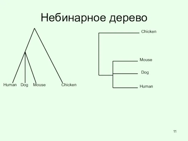 Небинарное дерево Human Chicken Mouse Human Mouse Chicken Dog Dog