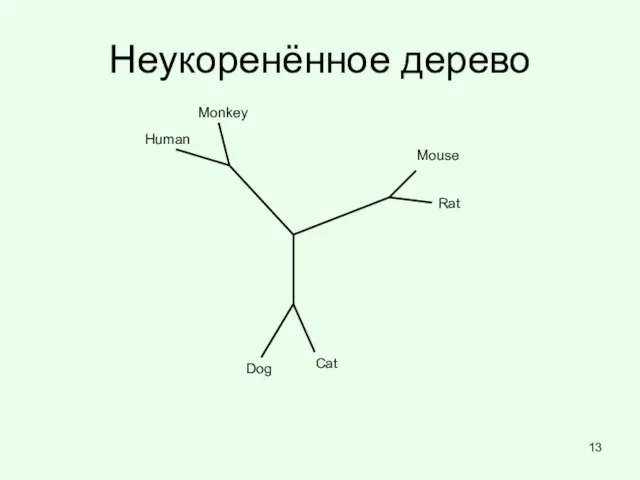 Неукоренённое дерево Human Mouse Dog Cat Rat Monkey