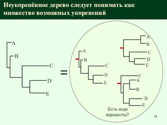 Неукоренённое дерево следует понимать как множество возможных укоренений C D B A