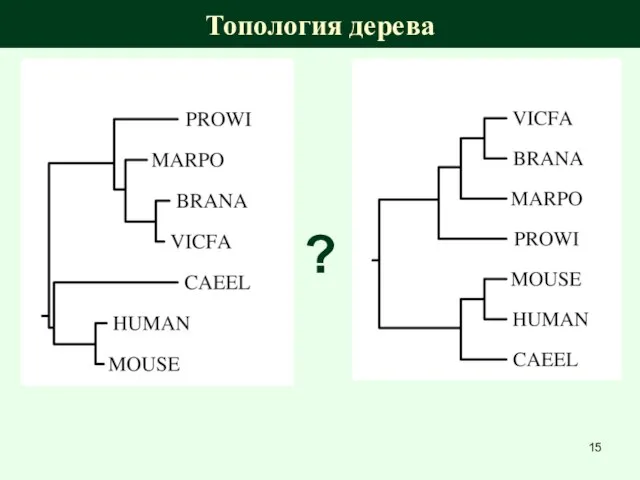 Топология дерева ?