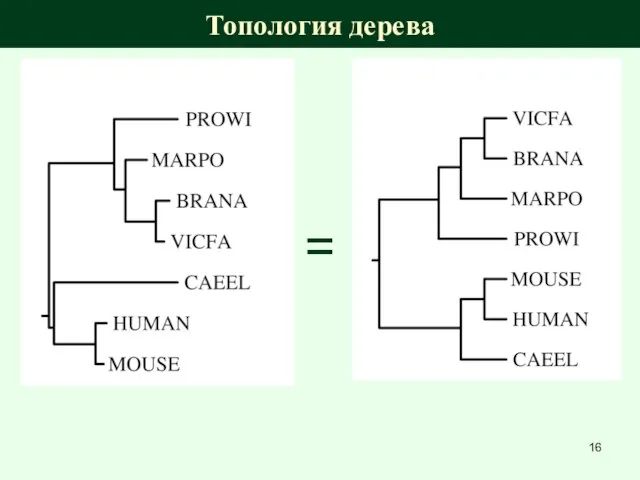 Топология дерева =