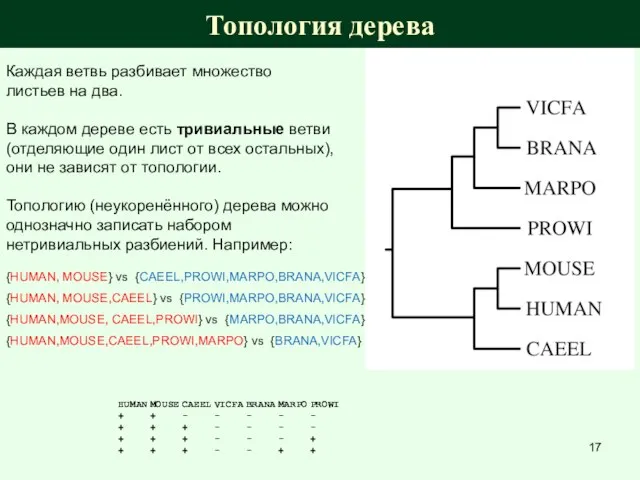 Топология дерева Каждая ветвь разбивает множество листьев на два. В каждом дереве