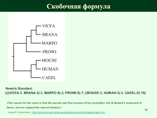 Скобочная формула Newick Standard: ((((VICFA:3, BRANA:3):3, MARPO:6):2, PROWI:8):7, ((MOUSE:3, HUMAN:3):3, CAEEL:6):15); «The