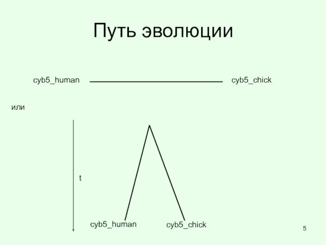 Путь эволюции cyb5_human cyb5_chick или t cyb5_human cyb5_chick