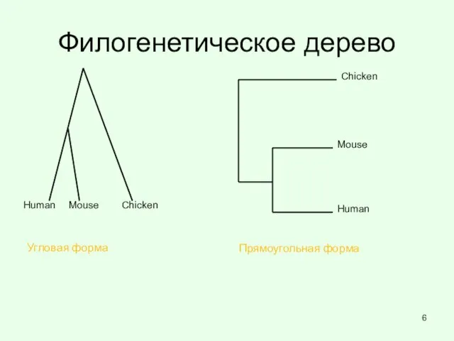 Филогенетическое дерево Human Chicken Mouse Human Mouse Chicken Угловая форма Прямоугольная форма