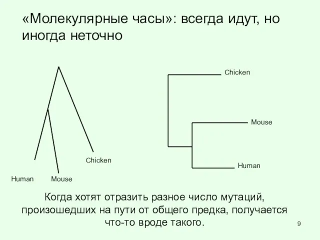 Когда хотят отразить разное число мутаций, произошедших на пути от общего предка,