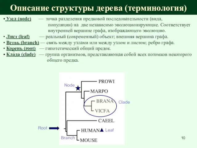 Описание структуры дерева (терминология) Узел (node) — точка разделения предковой последовательности (вида,