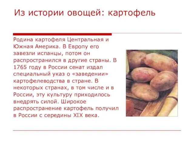 Из истории овощей: картофель Родина картофеля Центральная и Южная Америка. В Европу