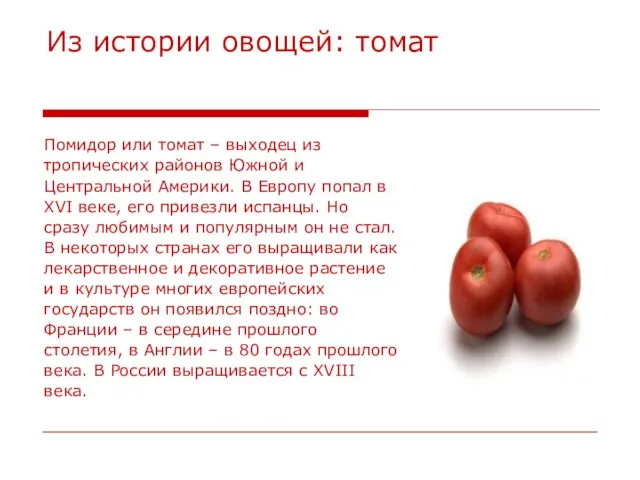 Из истории овощей: томат Помидор или томат – выходец из тропических районов