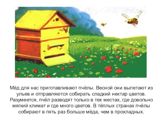 Мёд для нас приготавливают пчёлы. Весной они вылетают из ульев и отправляются