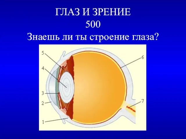 ГЛАЗ И ЗРЕНИЕ 500 Знаешь ли ты строение глаза?