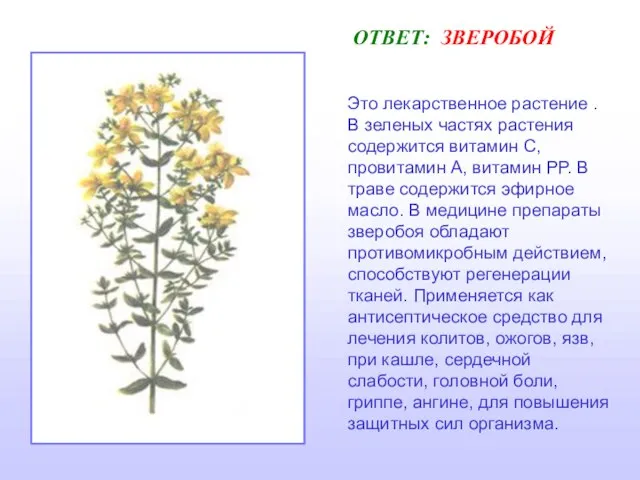 ОТВЕТ: ЗВЕРОБОЙ Это лекарственное растение . В зеленых частях растения содержится витамин