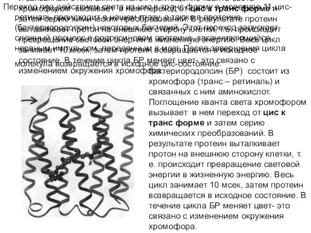 бактериородопсин (БР) состоит из хромофора (транс – ретиналь) и связанных с ним