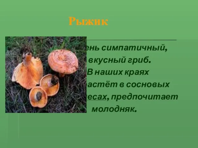 Рыжик Очень симпатичный, вкусный гриб. В наших краях растёт в сосновых лесах, предпочитает молодняк.