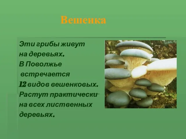Вешенка Эти грибы живут на деревьях. В Поволжье встречается 12 видов вешенковых.