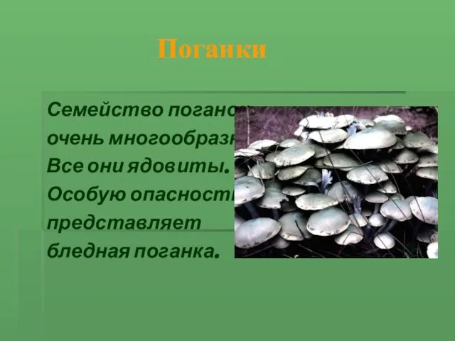 Поганки Семейство поганок очень многообразно. Все они ядовиты. Особую опасность представляет бледная поганка.