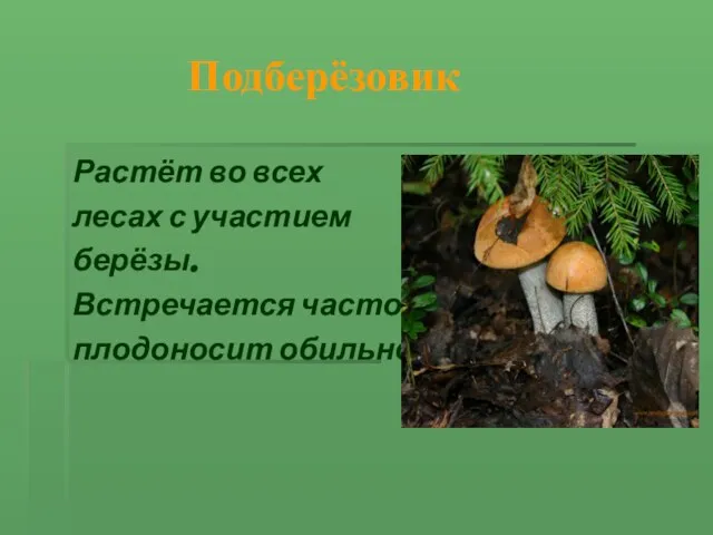 Подберёзовик Растёт во всех лесах с участием берёзы. Встречается часто, плодоносит обильно.