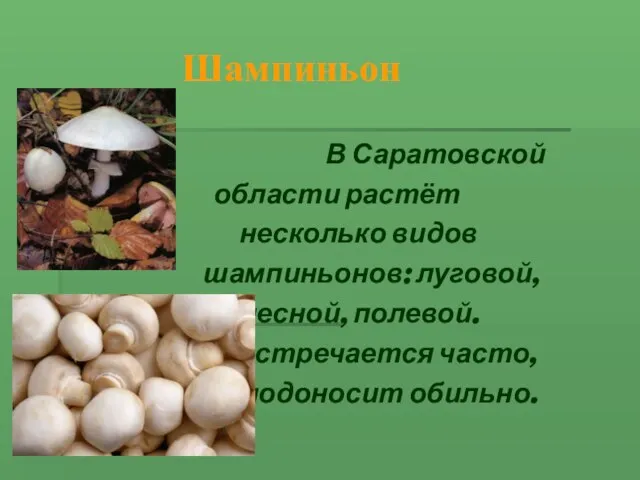 Шампиньон В Саратовской области растёт несколько видов шампиньонов: луговой, лесной, полевой. Встречается часто, плодоносит обильно.