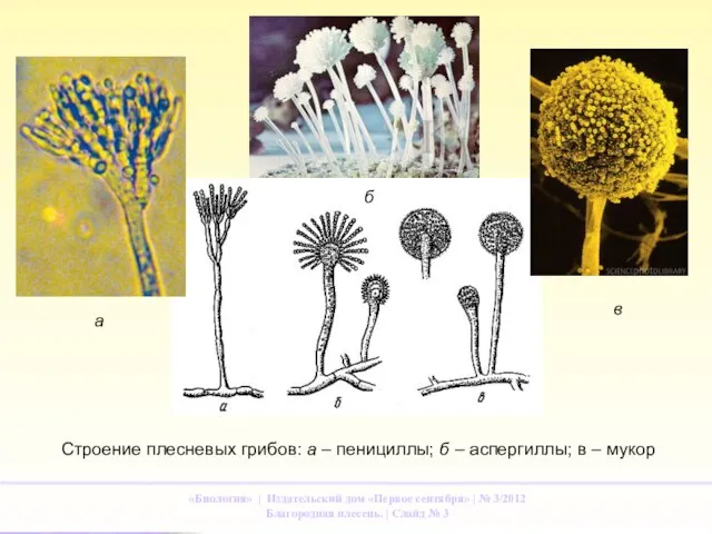 Строение плесневых грибов: а – пенициллы; б – аспергиллы; в – мукор а б в