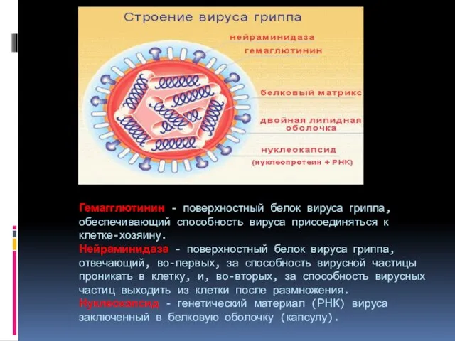 Гемагглютинин - поверхностный белок вируса гриппа, обеспечивающий способность вируса присоединяться к клетке-хозяину.