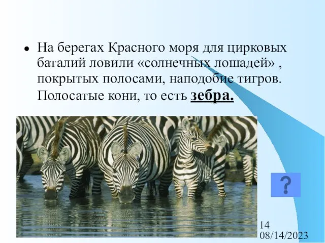 08/14/2023 На берегах Красного моря для цирковых баталий ловили «солнечных лошадей» ,