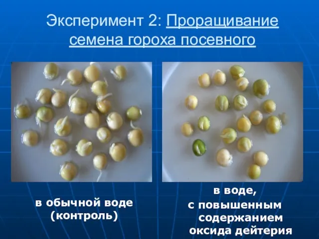 Эксперимент 2: Проращивание семена гороха посевного в воде, с повышенным содержанием оксида