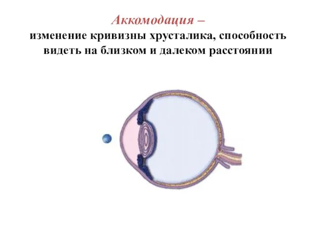 Аккомодация – изменение кривизны хрусталика, способность видеть на близком и далеком расстоянии