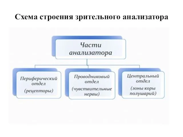 Схема строения зрительного анализатора