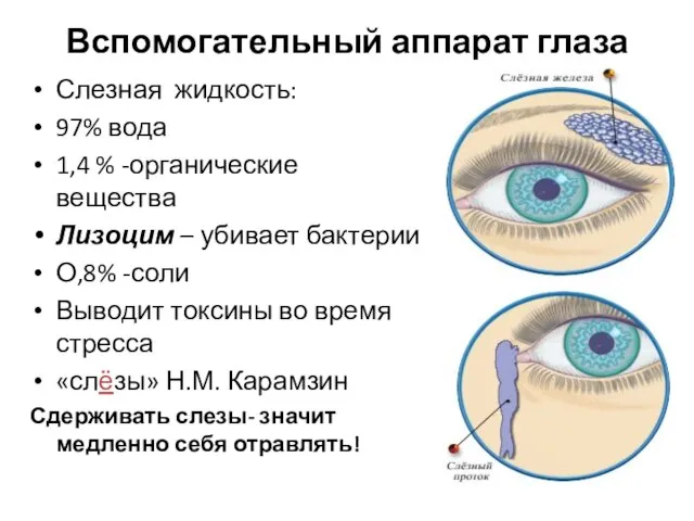 Вспомогательный аппарат глаза Слезная жидкость: 97% вода 1,4 % -органические вещества Лизоцим