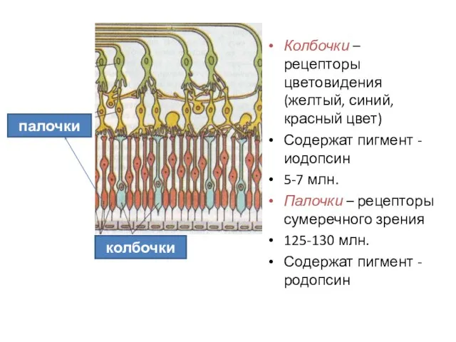 Колбочки – рецепторы цветовидения (желтый, синий, красный цвет) Содержат пигмент -иодопсин 5-7