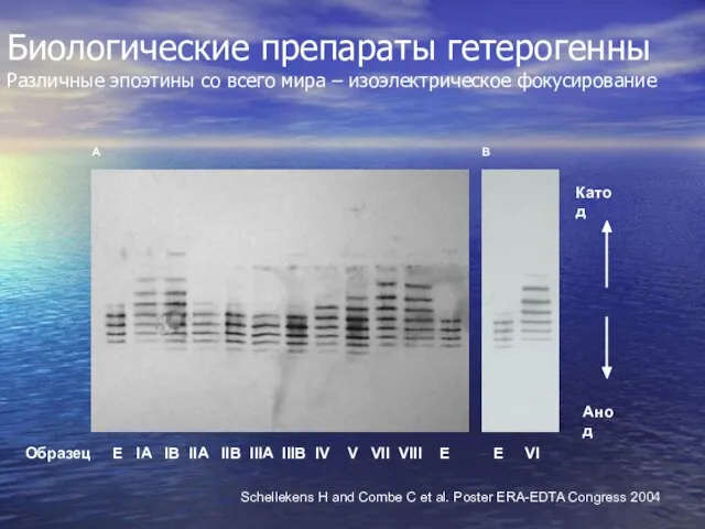 Биологические препараты гетерогенны Различные эпоэтины со всего мира – изоэлектрическое фокусирование Образец