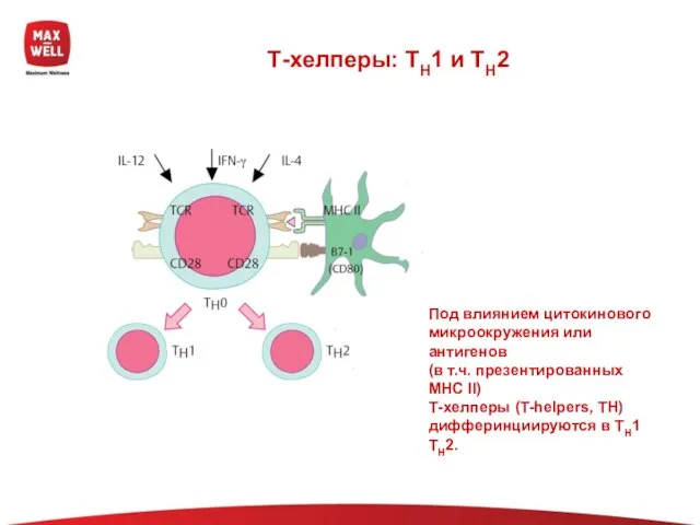 Т-хелперы: TH1 и TH2 Под влиянием цитокинового микроокружения или антигенов (в т.ч.