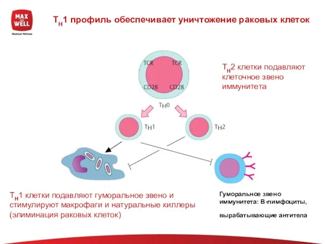 TH1 профиль обеспечивает уничтожение раковых клеток TH1 клетки подавляют гуморальное звено и