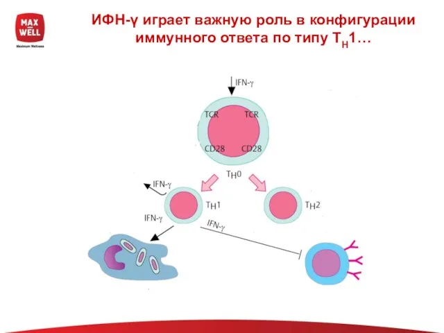 ИФН-γ играет важную роль в конфигурации иммунного ответа по типу TH1…