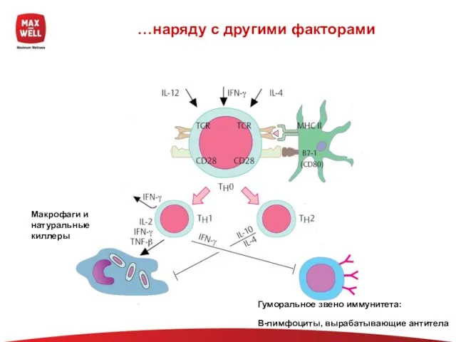 …наряду с другими факторами Макрофаги и натуральные киллеры Гуморальное звено иммунитета: В-лимфоциты, вырабатывающие антитела