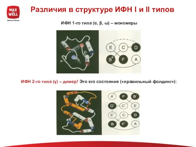 Различия в структуре ИФН I и II типов ИФН 1-го типа (α,