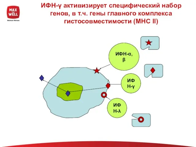 ИФН-γ активизирует специфический набор генов, в т.ч. гены главного комплекса гистосовместимости (MHC II) ИФН-α,β ИФН-λ ИФН-γ